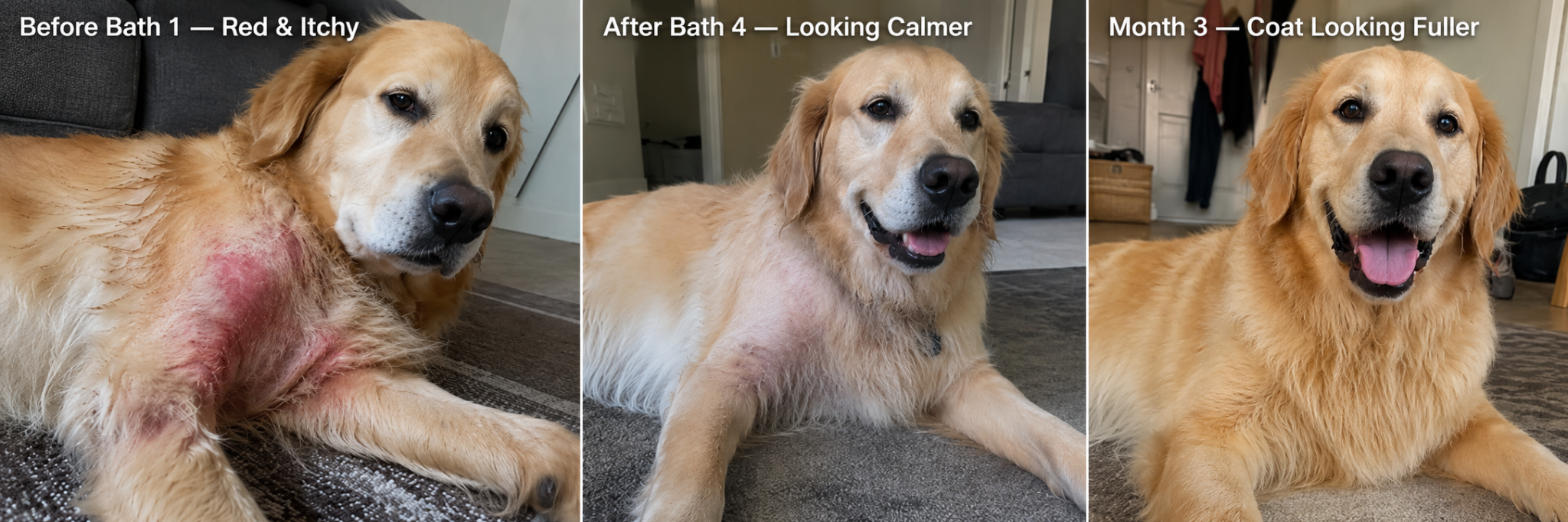 Golden retriever's red itchy body calming and coat looking fuller across the protocol