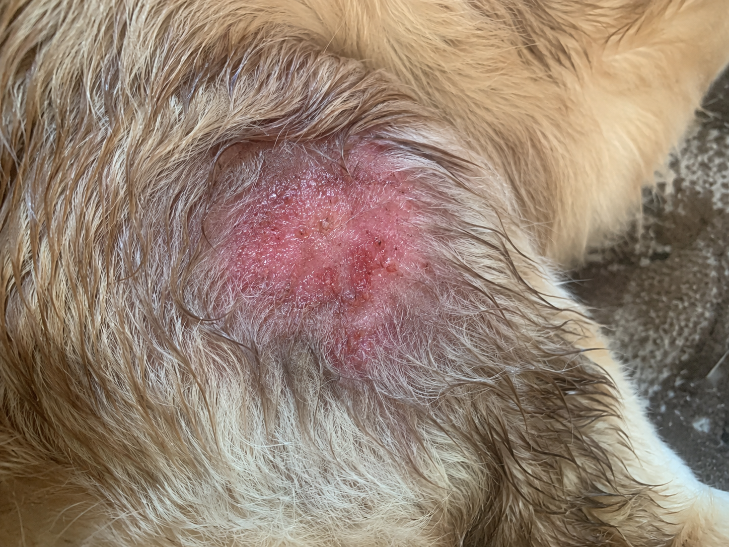 Wet inflamed hot spot on dog's skin