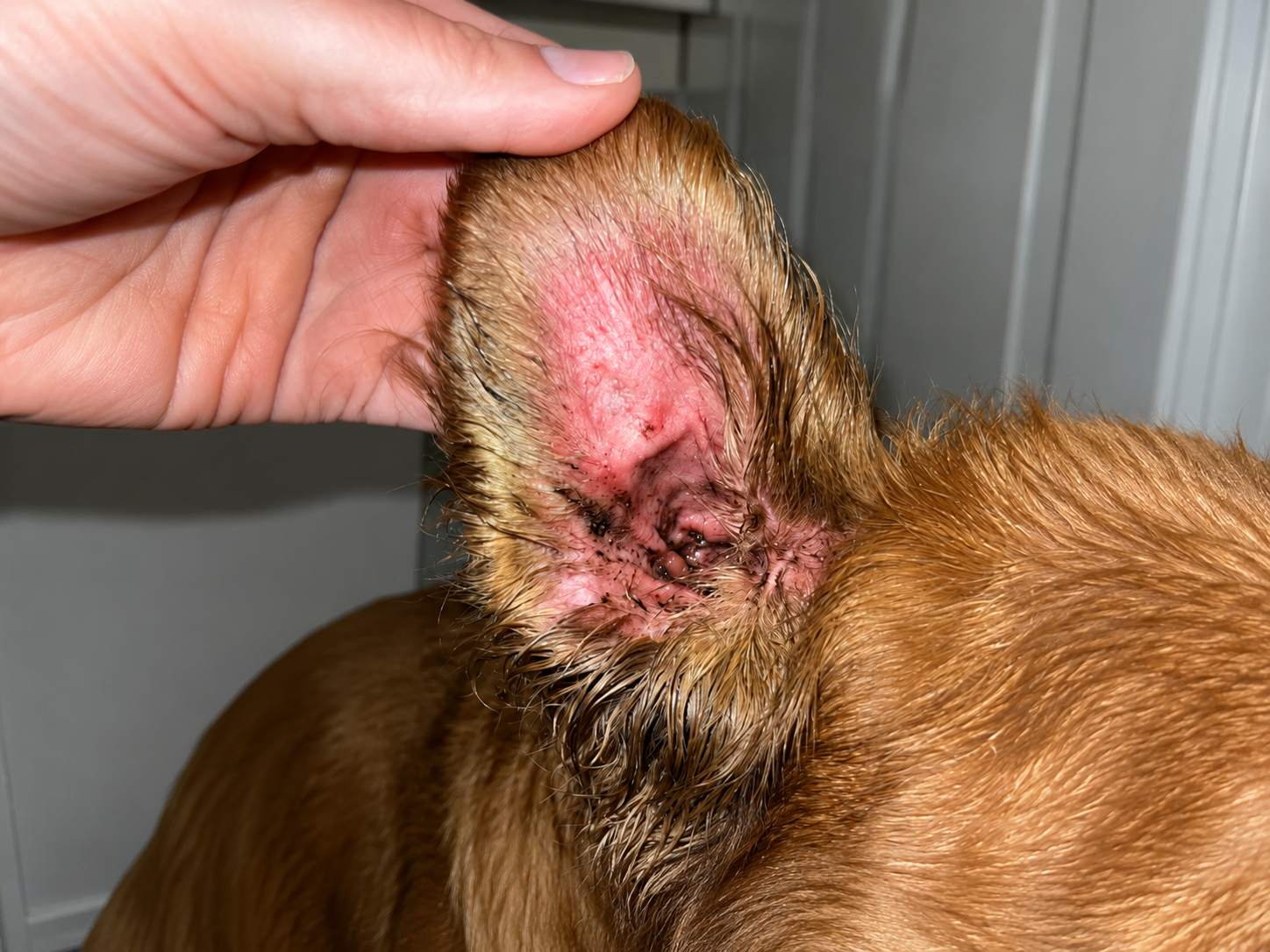 Hot red dog ear with dark wax build-up