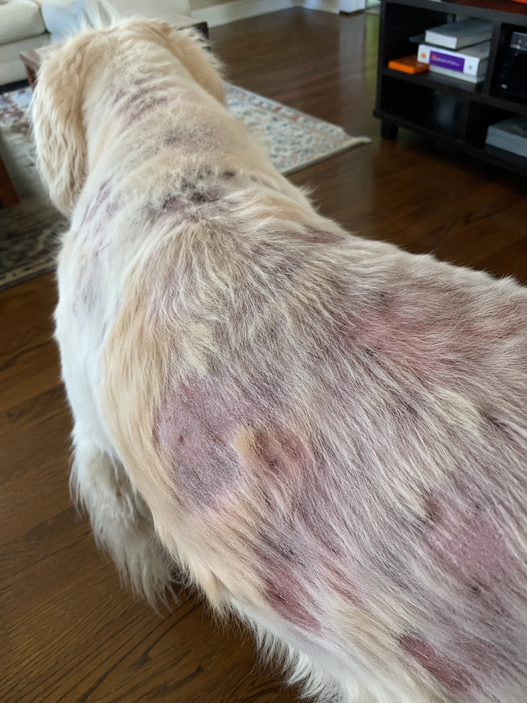 Dog's back with thinning, patchy fur from chewing