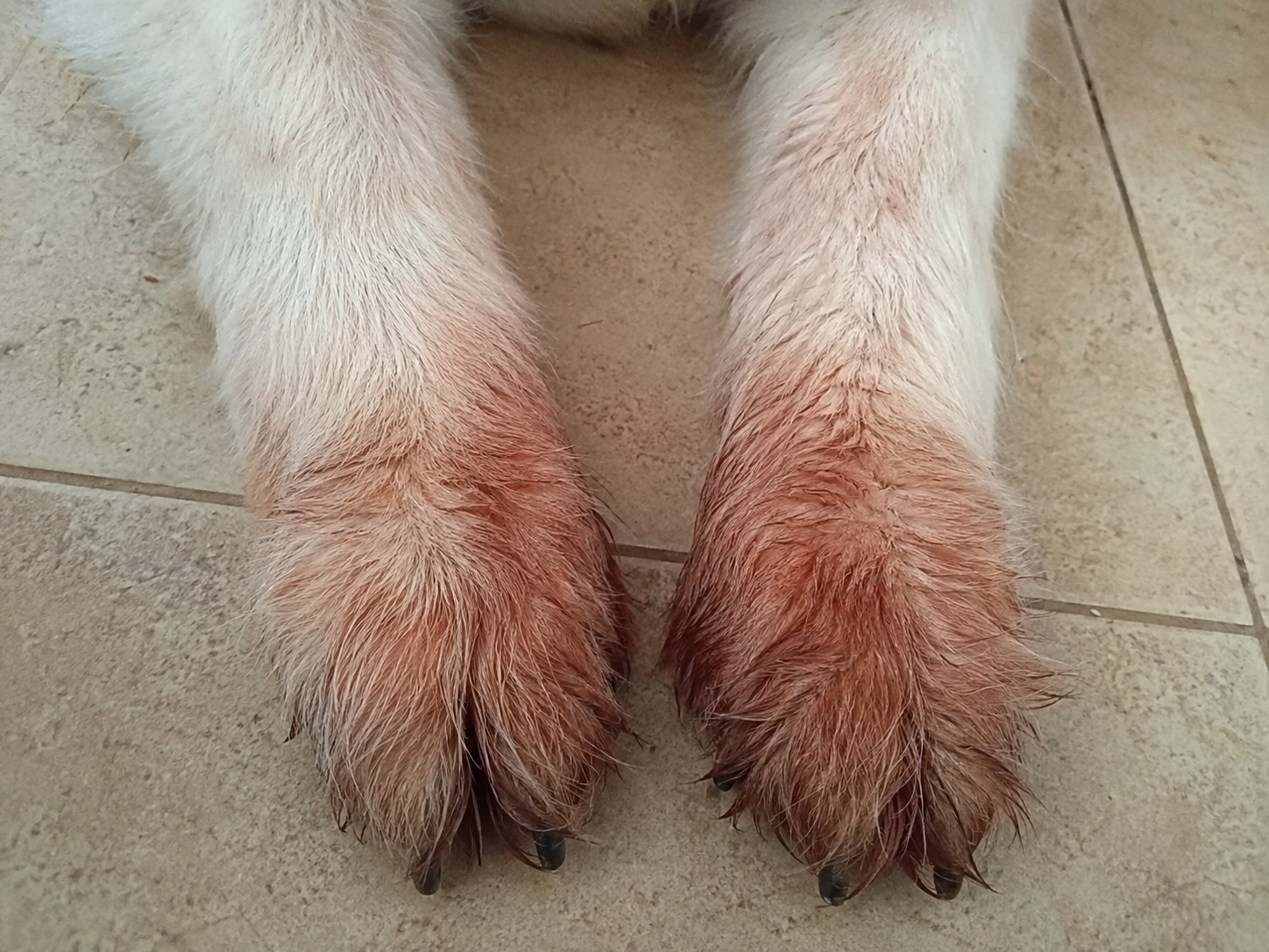 Rust-coloured saliva stains on dog's paws from constant licking