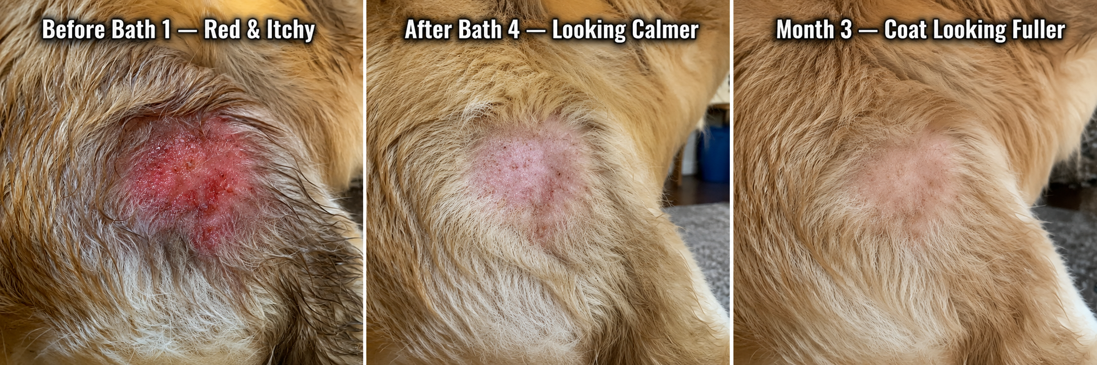 Inflamed dog belly calming across the 4-Bath protocol